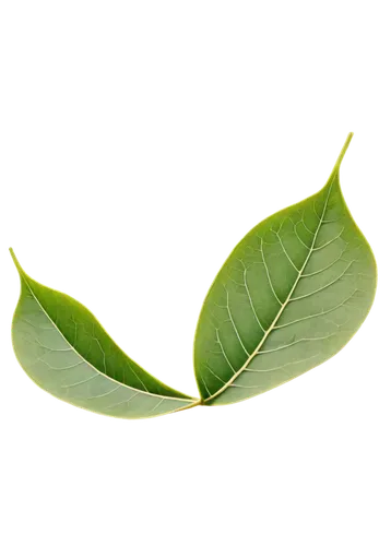 leaf background,spring leaf background,magnolia leaf,tree leaf,tropical leaf,green leaf,mape leaf,lotus leaf,fan leaf,leaf green,palm leaf,natura,coconut leaf,leaf,eco,ginkgo leaf,mammoth leaf,acorn leaf,custody leaf,green wallpaper,Photography,Documentary Photography,Documentary Photography 28