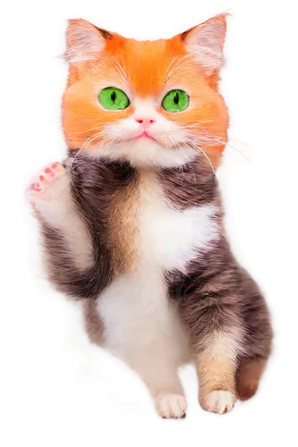 calico cat,cat vector,maometto,anf,cat image,treschow,orange tabby cat,calico,felo,ginger cat,nikoli,mau,cartoon cat,kitterman,omc,transparent background,orange tabby,gati,minurcat,catoe,Illustration,Retro,Retro 20