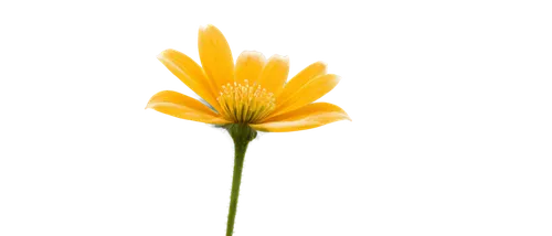 calenduleae,calendula,hawkbit,calendula flower,yellow calendula flower,flowers png,hieracium,chrysanthemum background,calendula officinalis,flower background,yellow flower,small sun flower,flower wallpaper,helianthus,gold flower,erdsonne flower,dandelion background,arnica,dandelion flower,sunburst background,Photography,Black and white photography,Black and White Photography 05