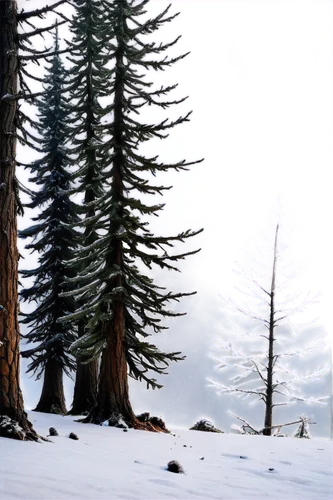 coniferous forest,snow in pine trees,spruce forest,spruce trees,pine trees,fir forest,winter forest,alpental,fir trees,cedars,winter background,snow trees,coniferous,fir tree silhouette,larch forests,alpine meadows,larches,evergreens,jahorina,fromme,Illustration,American Style,American Style 03