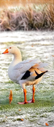 White geese, waterfowl, feathered wings, orange beak, bright eyes, fluffy feathers, walking, grassland, morning dew, soft sunlight, 3/4 composition, shallow depth of field, warm color tone, cinematic 