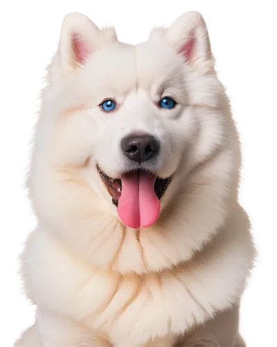 samoyed,samoyedic,shoob,malamutes,malamute,husky,husked,kumo,cheerful dog,atka,siberian husky,akita,thorgal,pyr,huskic,white dog,sheeb,canine,inu,alaskan malamute,Conceptual Art,Fantasy,Fantasy 16