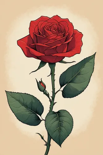 Describe a photo without any background, featuring a single red rose.,rose flower illustration,rose png,rose flower drawing,disney rose,rose drawing,red rose,romantic rose,lady banks' rose ,lady banks