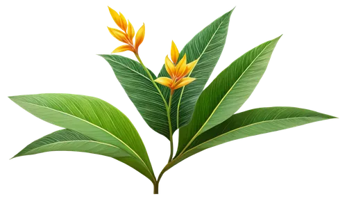 oleaceae,curcuma,bay-leaf,bay leaf,heliconia,pineapple lily,strelitzia,flowers png,lotus png,costus family,ylang-ylang,bengal clockvine,tropical leaf,palm lily,ixora,tropical leaf pattern,starfruit plant,frangipani,tasmannia,oleander,Illustration,Black and White,Black and White 28