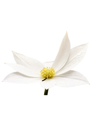 fragrant white water lily,anemone japonica,star magnolia,white magnolia,white lily,the white chrysanthemum,white chrysanthemum,white cosmos,anemone nemorosa,magnolia star,wood anemone,white dahlia,blue star magnolia,white passion flower,flowers png,white flower,white water lily,lilium candidum,magnolia flower,common clematis,Conceptual Art,Oil color,Oil Color 01