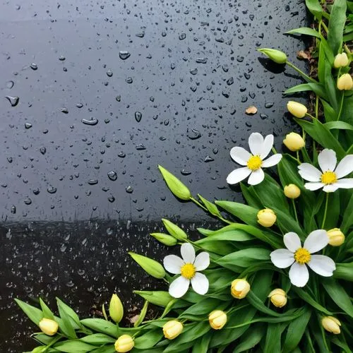 rain lily,shasta daisy,australian daisies,daisy flowers,marguerite daisy,white daisies,dewdrops,raindrops,bellis perennis,wood daisy background,stitchwort,daisy flower,rain drops,rainwater drops,daisies,rain droplets,minimalist flowers,perennial daisy,oxeye daisy,dew drops,Illustration,Paper based,Paper Based 28