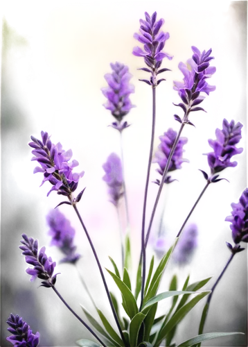 vervain,lavender flower,liatris,lavender flowers,the lavender flower,limonium,agastache,lavender oil,liatris spicata,hyssop,vitex,lavender,lavenders,lavendar,small-leaf lilac,purple flowers,lavandula,lavender bunch,pale purple,loosestrife,Illustration,Realistic Fantasy,Realistic Fantasy 46