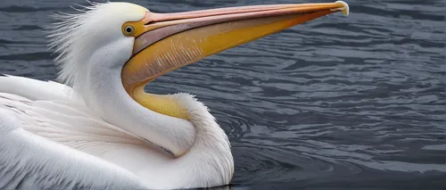 Describe the majestic great white pelican in its natural habitat.,eastern white pelican,white pelican,great white pelican,dalmatian pelican,great white pelicans,pelican,brown pelican,pelicans,northern