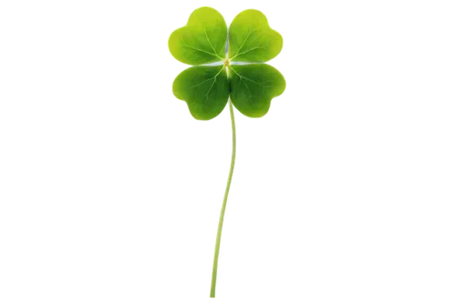 4-leaf clover,five-leaf clover,four-leaf clover,shamrock,medium clover,lucky clover,three leaf clover,four leaf clover,4 leaf clover,a four leaf clover,shamrock balloon,narrow clover,long ahriger clover,clovers,patrol,clover flower,st patrick's day icons,shamrocks,repnin,clover leaves,Photography,Artistic Photography,Artistic Photography 01