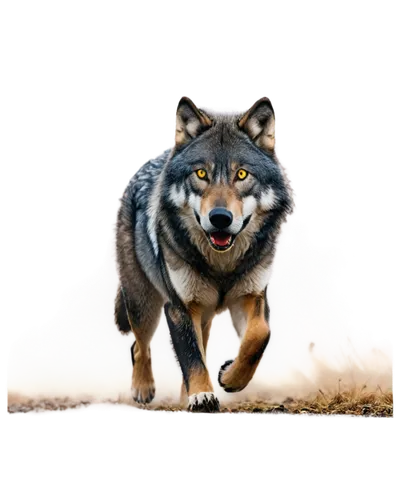 south american gray fox,grey fox,gray animal,silver fox,european wolf,coyote,vulpes vulpes,gray wolf,wild cat,canidae,feral,gray cat,canis lupus,arctic fox,canis lupus tundrarum,fox,wolf bob,patagonian fox,north american raccoon,raccoon,Illustration,Realistic Fantasy,Realistic Fantasy 28