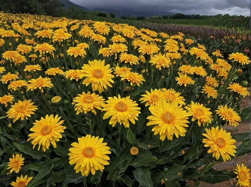 Imagine a gloomy rainy day where xerochrysum bracteatum brings joy to someone's life.,sunflower field,barberton daisies,sunflowers,blanket flowers,flower field,flowers field,blanket of flowers,field o