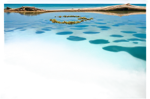 underwater landscape,heron island,rockpool,waterscape,sargassum,lakshadweep,shallows,ningaloo,great barrier reef,cayo largo island,blue waters,water scape,stromatolites,reflections in water,reflection in water,phytoplankton,blue water,nuweiba,overwater,widi islands,Photography,Artistic Photography,Artistic Photography 14