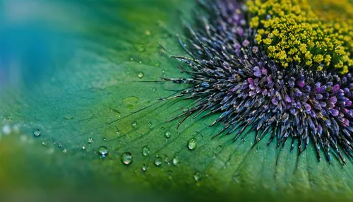 peacock feather,peacock feathers,dew drops on flower,close up stamens,peacock eye,macro photography,flower of water-lily,macro world,garden dew,dew drops,peacock,artichoke thistle,pollen,water lily leaf,banksia,dew droplets,south african daisy,coneflower,common passion flower,purple coneflower,Illustration,Paper based,Paper Based 15