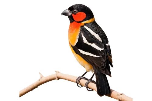 Large grosbeak bird, vibrant plumage, black head, white eye patches, orange beak, detailed feathers, perched, spread wings, morning sunlight, soft focus background, 3/4 composition, warm color tone, s