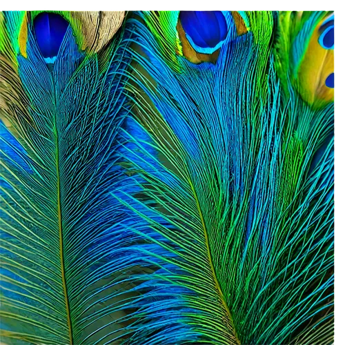 peacock feathers,parrot feathers,peacock feather,color feathers,birds abstract,birds of paradise,palm fronds,tropical leaf pattern,tropical leaf,birds blue cut glass,bird of paradise flower,palm leaf,blue peacock,cycad,palm leaves,flower bird of paradise,banana flower,peacock eye,tropical birds,feathers,Illustration,Black and White,Black and White 21