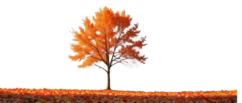 isolated tree,tangerine tree,tree torch,autumn tree,small tree,autumn background,seasonal tree,burning bush,flourishing tree,burning tree trunk,red tree,orangefield,orange tree,garrisoned,metasequoia,lone tree,light of autumn,vlc,orange,a tree,Illustration,Realistic Fantasy,Realistic Fantasy 26