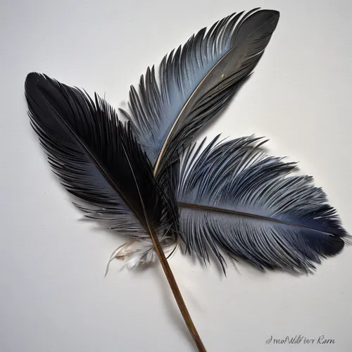 羽毛,black feather,pigeon feather,hawk feather,peacock feather,feather headdress,bird feather,feather jewelry,white feather,peacock feathers,feather,raven's feather,chicken feather,color feathers,feathe