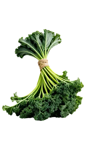 rapini,kale,pak-choi,broccoflower,brocoli broccolli,brassica,lacinato kale,parsley,chinese celery,romaine,cruciferous vegetables,vegetable,dill,celery,soup greens,gremolata,broccoli,lettuce,a vegetable,cilantro,Photography,Fashion Photography,Fashion Photography 23