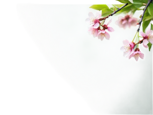 spring background,plum blossom,japanese floral background,the plum flower,plum blossoms,apricot blossom,prunus,cherry blossom branch,flower background,blossoming apple tree,peach blossom,flowering cherry,japanese flowering crabapple,apple blossom branch,cherry blossom in the rain,japanese carnation cherry,spring leaf background,spring blossom,apple blossoms,japanese cherry blossom,Conceptual Art,Graffiti Art,Graffiti Art 04