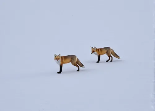 foxes,fox hunting,vulpes vulpes,fox stacked animals,south american gray fox,patagonian fox,fox with cub,swift fox,the chubu sangaku national park,red fox,redfox,winter animals,garden-fox tail,cross-country skiing,kit fox,fox,a fox,canis lupus,fox and hare,patrols,Conceptual Art,Oil color,Oil Color 13