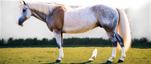 lusitano,arabian horse,albino horse,lipizzan,quarterhorse,aqha,appaloosa,a white horse,lipizzaner,lusitanos,equidae,shadowfax,dream horse,palomino,equus,painted horse,lipizzaners,equine,kutsch horse,cheval,Photography,Fashion Photography,Fashion Photography 02