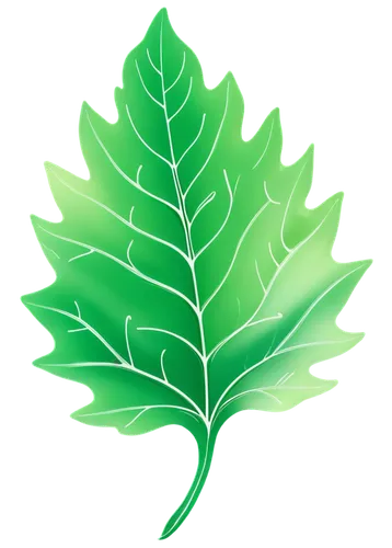 mape leaf,leaf background,walnut leaf,green leaf,tropical leaf,custody leaf,leaf icons,fan leaf,fern leaf,tree leaf,spring leaf background,chestnut leaf,acorn leaf,fig leaf,leaf green,leaf drawing,patrol,tropical leaf pattern,lotus leaf,leaf,Conceptual Art,Fantasy,Fantasy 24