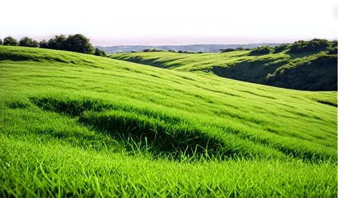 Green grass, vast landscape, sunny day, gentle slope, subtle texture, soft focus, warm light, 3/4 composition, shallow depth of field, cinematic lighting, natural atmosphere, serene mood, vibrant gree