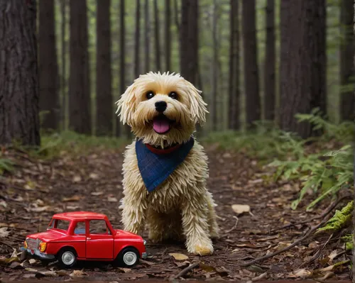 otterhound,goldendoodle,norfolk terrier,tibetan terrier,dog hiking,glen of imaal terrier,labradoodle,dog photography,irish soft-coated wheaten terrier,mini suv,outdoor dog,dog-photography,bearded collie,forester,havanese,cavapoo,jeep compass,rally obedience,red dog,basset fauve de bretagne,Photography,Documentary Photography,Documentary Photography 34