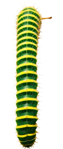 caterpillar,polychaete,citronella,autochloris,chloropaschia,achatinella,seedpod,fasciata,wurm,chrysolepis,trilobyte,larva,trifasciata,stereocilia,mesophyll,millipede,bilayer,pupate,oak sawfly larva,spines,Conceptual Art,Daily,Daily 08