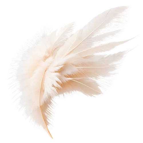 white feather,feather,chicken feather,prince of wales feathers,swan feather,ostrich feather,feathers,feather headdress,feathers bird,bird feather,feathery,beak feathers,angel wing,pigeon feather,angel wings,color feathers,feather jewelry,silkie,plume,bird png,Art,Classical Oil Painting,Classical Oil Painting 12