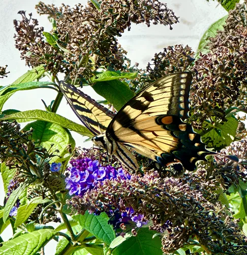 swallowtail butterfly,eastern black swallowtail,swallowtail,hybrid black swallowtail butterfly,eastern tiger swallowtail,swallowtails