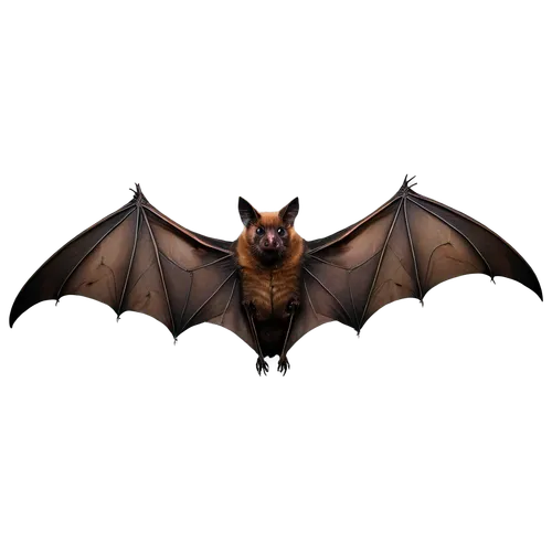 Dark brown bat wings, detailed veins, thin membranes, curved claws, spread wide, Gothic arch shape, nocturnal creature, mysterious atmosphere, softbox lighting, 3/4 composition, shallow depth of field