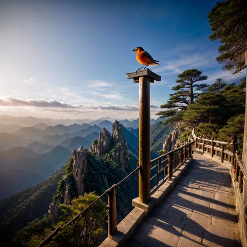 huangshan mountains,tigers nest,perched birds,lookout tower,perching bird,perched bird,bird kingdom,perching birds,new zealand falcon,bird perspective,observation tower,bird bird kingdom,birds perched