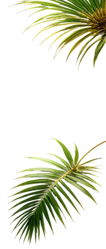 pine needle,palm tree vector,pine needles,palm fronds,palm leaf,pine flower,pine tree branch,pine tree,pine branches,palm leaves,spruce needles,palmtree,cycas,pine branch,grass fronds,fern leaf,fishtail palm,tropical leaf,palm blossom,longleaf,Art,Classical Oil Painting,Classical Oil Painting 38