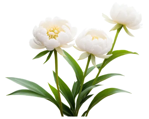 common peony,flowers png,chinese peony,wild peony,peonies,peony,tulip white,carnation of india,turkestan tulip,easter lilies,lisianthus,flower background,lilies of the valley,white floral background,sego lily,japanese camellia,cape jasmine,tulip background,tulipa,white tulips,Illustration,Realistic Fantasy,Realistic Fantasy 26