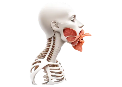 esophagus,epiglottal,nasogastric,nasopharyngeal,hypopharynx,esophageal,velopharyngeal,oropharyngeal,nasopharynx,spondylitis,pharyngeal,periorbital,oropharynx,epiglottis,chemoreceptor,piriformis,nasal,oesophagus,otorhinolaryngology,mediastinal,Conceptual Art,Sci-Fi,Sci-Fi 20