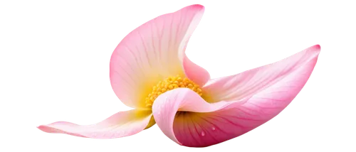 tulip magnolia,tulip tree flower,magnolia flower,flowers png,magnolia blossom,magnolia,chinese magnolia,lotus png,magnolia × soulangeana,lotus ffflower,pink magnolia,tulip tree bloom,magnoliaceae,peach flower,magnolia star,magnolia x soulangiana,crown chakra flower,anemone japonica,tulip tree,pink tulip,Photography,Artistic Photography,Artistic Photography 01