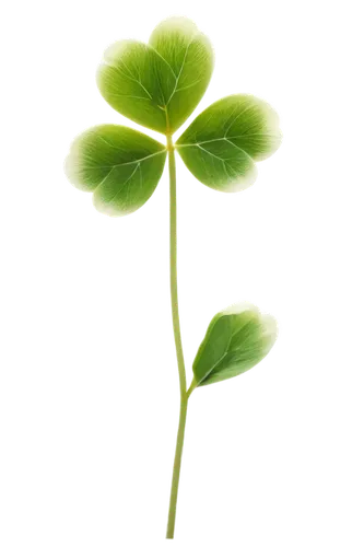 arabidopsis,patrol,aaaa,green wallpaper,4-leaf clover,aaa,resprout,spring leaf background,five-leaf clover,four-leaf clover,defend,green leaf,maidenhair,pennywort,aa,a four leaf clover,clover leaves,lotus leaf,4 leaf clover,three leaf clover,Photography,Fashion Photography,Fashion Photography 15