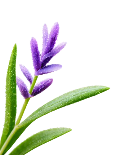 lavender flower,the lavender flower,lavandula,lavender flowers,purple flower,camassia,flower bud,flowers png,flower wallpaper,gentian,grape-grass lily,garden star of bethlehem,butterwort,lilac flower,lavender oil,lupine,milkwort,ruellia,stylidium,flower background,Art,Classical Oil Painting,Classical Oil Painting 21