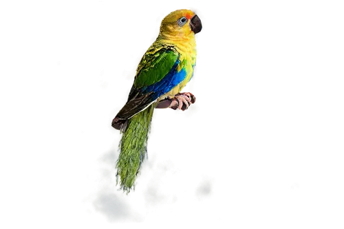 sun parakeet,green rosella,yellow green parakeet,yellowish green parakeet,south american parakeet,beautiful yellow green parakeet,kakariki parakeet,yellow parakeet,sun conure,the slender-billed parakeet,beautiful parakeet,yellow macaw,blue and gold macaw,rose-ringed parakeet,conure,green parakeet,blue parakeet,blue and yellow macaw,beautiful macaw,macaw,Illustration,Vector,Vector 05