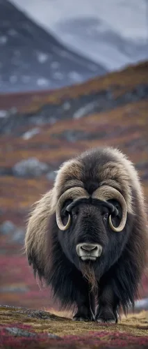 Muskox, (Ovibos moschatus) dovrefjell national park , norway, february,saguinus oedipus,muskox,pekingese,raccoon dog,yak cub,tamaskan dog,yak,baby yak,nunatak,black nosed sheep,alpine marmot,marmot,ho