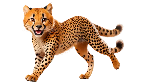 cheetor,gepard,cheeta,cheetah,acinonyx,derivable,cheetahs,leopardus,tigor,bolliger,felidae,katoto,jangi,tigon,leos,mohan,bengalensis,zaloga,tiger png,nyarugabo,Conceptual Art,Daily,Daily 05