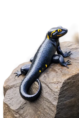 Dark salamander, black skin, yellow eyes, slim body, long tail, wet texture, shiny surface, sitting on rock, close-up shot, soft focus, natural light, 3/4 composition, cinematic mood.,a small lizard s