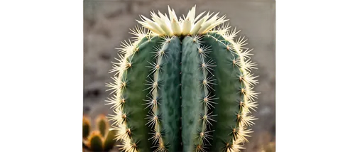 cactus digital background,ferocactus,sclerocactus,cactus,echinopsis,barrel cactus,cactaceae,organ pipe cactus,dutchman's-pipe cactus,cylindropuntia,prickles,echinocereus,cactus flower,prickly,cereus,aloe barbadensis,sonoran desert,cleombrotus,capitata,desert plant,Photography,Black and white photography,Black and White Photography 08