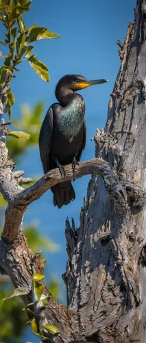 Pygmy Cormorant resting on an old weathered tree on the shores of Lake Kerkini, Northern Greece. Lake Kerkini is regarded as one of the best birding sites in Europe, boasting over 300 different specie