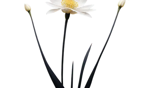 ikebana,minimalist flowers,lotus png,fragrant white water lily,lotus ffflower,white lily,artificial flower,sego lily,flowers png,golden lotus flowers,white cosmos,flower of water-lily,lotus flowers,white water lily,lampion flower,hymenocallis,decorative flower,tulip white,straw flower,flower design,Illustration,Realistic Fantasy,Realistic Fantasy 05