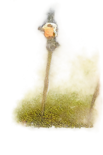 pond frog,jacana,pond flower,floating island,wishing well,mirror in a drop,sporophyte,birdbath,pond,lamp cleaning grass,bird bath,tiny world,wetland,swamp,pond lily,bird home,weathervane,azolla,taument,lotus on pond,Unique,3D,Panoramic