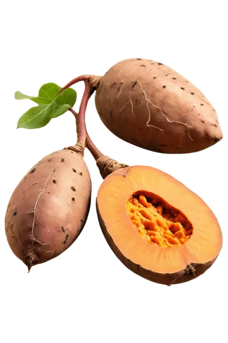 sapodilla,muskmelon,mandora,seedpod,cucurbita,cardamon pods,tuberosum,cucurbitaceae,asclepiadaceae,podded,laetrile,papayas,comamonadaceae,kumara,cantaloupes,juglandaceae,indian almond,harthacnut,acorns,caciocavallo,Illustration,Paper based,Paper Based 02