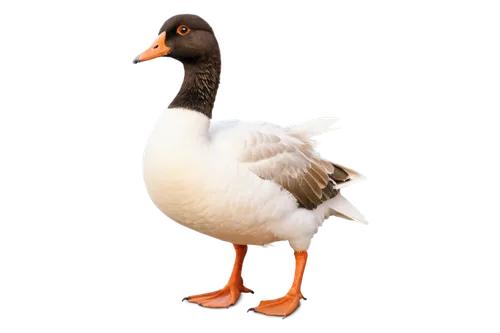 goose, white feathers, orange beak, brown eyes, fluffy neck, standing, walking, grassland, morning sunlight, soft focus, warm color tone, cinematic composition, shallow depth of field.,shelduck,austra