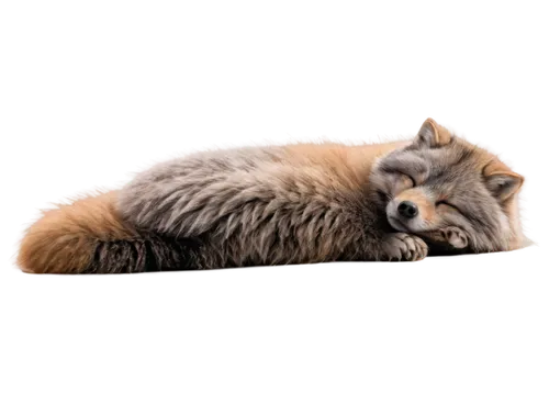 cute fox,adorable fox,raccoon,a fox,siberian cat,arctic fox,little fox,north american raccoon,racoon,south american gray fox,fox,light fur,raccoon dog,a small red panda,pomeranian,maincoon,red fox,desert fox,furball,rocket raccoon,Illustration,Black and White,Black and White 26